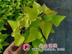 金叶甘薯