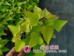 金叶甘薯