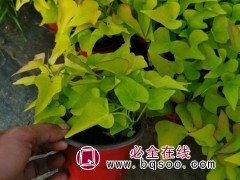 金叶甘薯