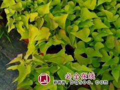 金叶甘薯