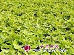 金叶甘薯