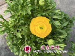 花毛茛