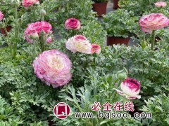 花毛茛
