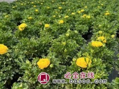 花毛茛
