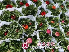 花毛茛