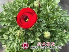 花毛茛