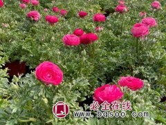 花毛茛