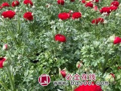 花毛茛