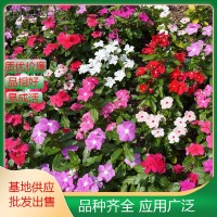 长春花日日春三万花 四时春 时钟花 多色 花镜地被观赏栽植