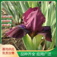 血石鸢尾 乌鸢 扁竹花 蛤蟆七蝴蝶花花坛及庭院绿化的良好材料