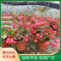 玻璃翠 四季海棠 瓜子海棠景观栽植绿化苗 花镜花坛盆栽观赏 宿迁花卉