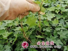 常青藤