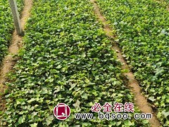 常青藤