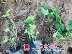 常青藤
