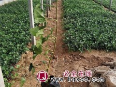 常青藤