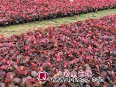 四季海棠