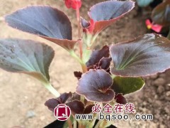 四季海棠