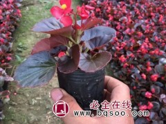 四季海棠