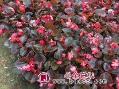 四季海棠