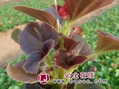 四季海棠