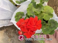 天竺葵