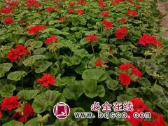 天竺葵