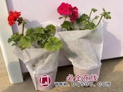 天竺葵