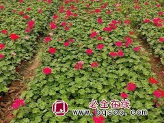 天竺葵