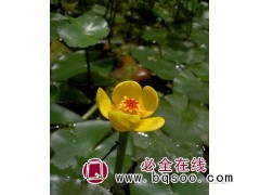 路荣园林基地发货 萍蓬草 改善水质 公园湖泊河道绿化新品图1