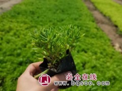 佛甲草