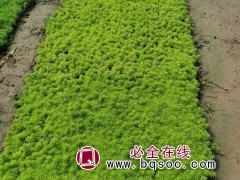 佛甲草