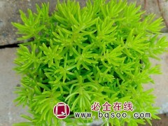 佛甲草