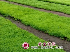 佛甲草