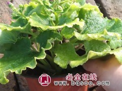 瓜叶菊