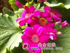 瓜叶菊