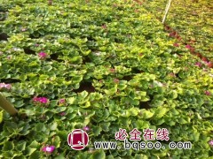 瓜叶菊