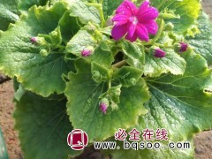 瓜叶菊