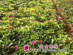 瓜叶菊