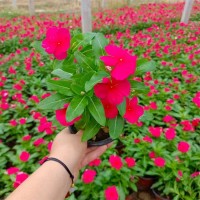 长春花 时钟花 多年生草本宿根花卉 盆栽种植基地 青州花卉