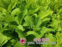 毛地黄