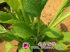 毛地黄