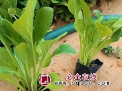 毛地黄