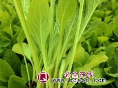 毛地黄