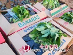 毛地黄