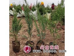 沙地柏批发 防风固沙 沙地柏价格 顺和花卉 沙地柏种植基地图1