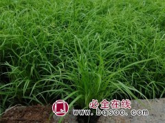 苔草