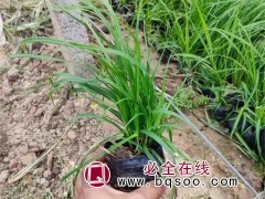 苔草