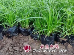 苔草