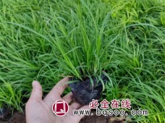 苔草