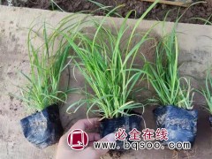 苔草